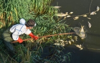 ألمانيا تكشف أسباب نفوق الأسماك في نهر «أودر».. ماذا حدث؟