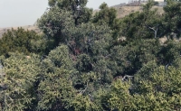 «أشجار العرعر» تعانق السحاب فوق قمم جبال الطائف