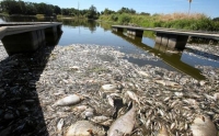 بولندا : ألمانيا تروج أخبارًا كاذبة عن نفوق الأسماك بنهر الأودر
