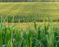 بسبب التغيرات المناخية.. هل يودع العالم محصول الذرة؟