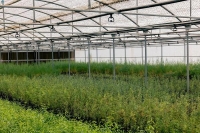 بالتفاصيل.. مركز الغطاء النباتي يُوقّع 8 عقود لإنتاج 19 مليون شتلة