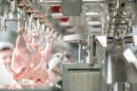 ارتفاع أسعار الدجاج والبيض في شهر
