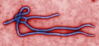 وفاة طبيب بالإيبولا في أحدث تفش للمرض في أوغندا