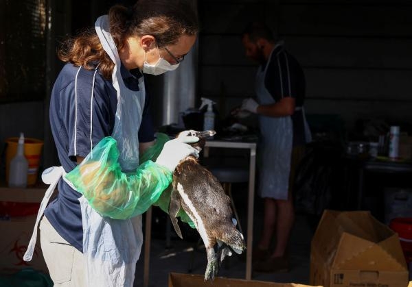 علاج البطريق من إنفلونزا الطيور - رويترز 