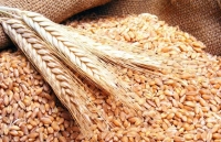 منظمة التنمية الزراعية تستعرض معالجة أمراض محصولي القمح والشعير