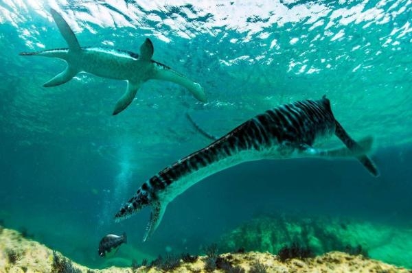 اكتشاف بقايا حيوانات بحرية منقرضة في شواطئ البحر الأحمر |عاجل