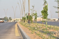 بلدية القطيف تزرع 350 شجرة لزيادة الرقعة الخضراء في الشوارع