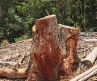 ضبط 4 مخالفين لقطعهم الأشجار في "محمية الملك سلمان"