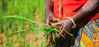 قطاعات الذرة والأرز في بنين