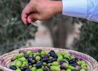 190 مزرعة تضخ زيت الزيتون للأسواق السعودية في الباحة