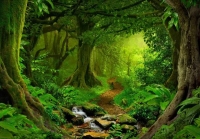 الغابات المطيرة تقترب من «الموت»