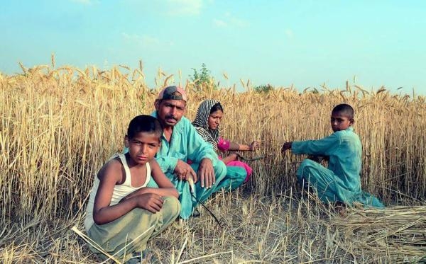 إنتاج القمح في باكستان انخفض بنسبة 3.9% هذا العام - مشاع إبداعي