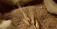 «مؤسسة الحبوب» تطرح مناقصة لاستيراد 595 ألف طن قمح