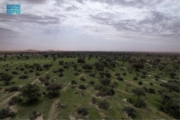 لزيادة الغطاء النباتي.. 10 ملايين شجرة في محمية الإمام عبد العزيز بن محمد