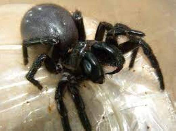 The venom of Australian funnel-web spiders cures many diseases - Creative Commons