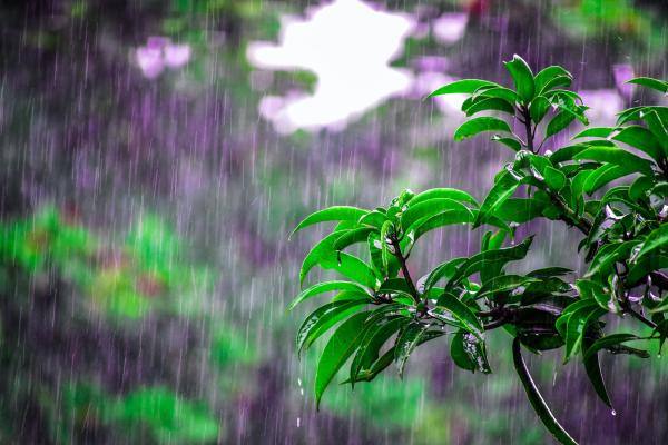 الروائح العطرية التي تطلقها النباتات أثناء المطر - المشاع الإبداعي