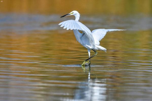 البحيرة تعد محمية طبيعية للطيور المهاجرة - واس