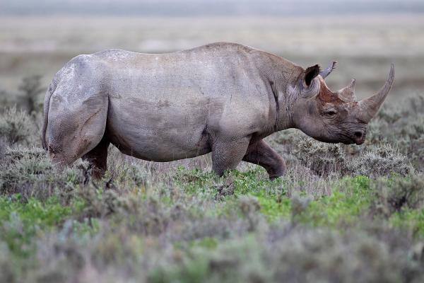 أُعلن عن انقراض وحيد القرن الأسود رسميا في 2011 - مشاع إبداعي