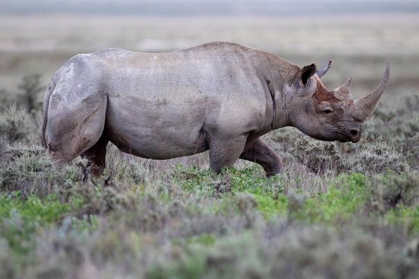 أُعلن عن انقراض وحيد القرن الأسود رسميا في 2011 - مشاع إبداعي