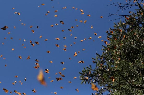 الفراشات الملكية في المكسيك مهددة بالانقراض.. ما السبب؟