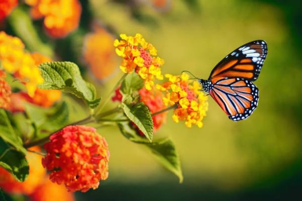  في كل عام تهاجر الفراشات الملكية لقضاء الشتاء بين غابات المكسيك - مشاع إبداعي