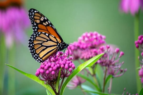  الملايين من الفراشات الملكية مهدد بالانقراض لتغير المناخ وقطع الأشجار - مشاع إبداعي