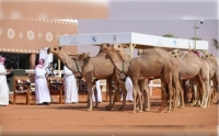 مهرجان الملك عبد العزيز للإبل يشهد فعاليات وأنشطة متعددة- حساب نادي الإبل على تويتر