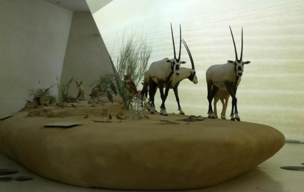انبهار الزائر يبدأ من حديقة متحف قطر الوطني - رويترز