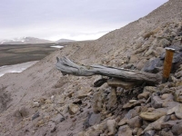 حمض نووي يكشف عن «عالم جرينلاند» المفقود