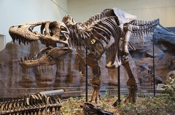 الديناصورات كانت مزدهرة قبل 60 مليون عام - مشاع إبداعي