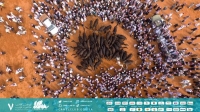 إقبال جماهيري على مهرجان الملك عبدالعزيز للإبل - جساب نادي الإبل على تويتر