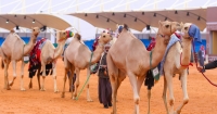 سفير تايلاند: مهرجان الإبل يعكس علاقة أهل الصحراء بموروثهم الثقافي