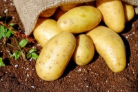 "البطاطس والباذنجان" يمنحان مرضى السرطان أملًا جديدًا في الشفاء