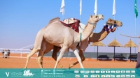  مهرجان الملك عبد العزيز للإبل يعكس تراث الجزيرة العربية وتاريخها- حساب نادي الإبل 