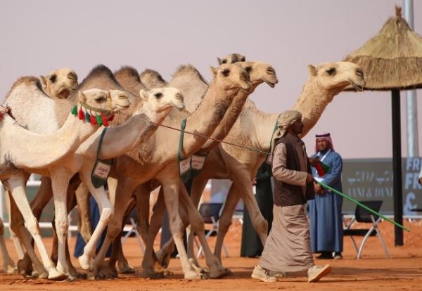 ركوب الإبل في مهرجان الملك عبد العزيز.. رحلة عبر الزمان إلى أيام الأجداد
