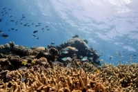 عانى الحاجز المرجاني العظيم أربعة حوادث - رويترز