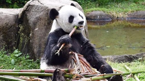 استعارتهما 20 عاما.. حديقة حيوان أمريكية تعيد حيواني باندا إلى الصين