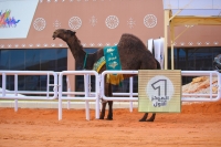 انطلاق الأشواط الماراثونية بمشاركة 89 مطية في مهرجان الملك عبدالعزيز للإبل