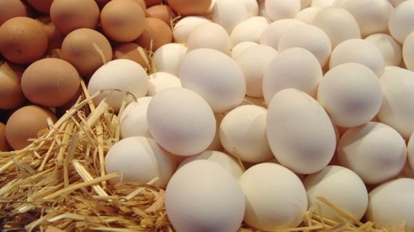توقعات بتراجع طفيف في أسعار البيض خلال 2023