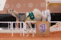  مهرجان الملك عبدالعزيز للإبل