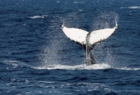 دراسة تكشف أن سر ضخامة الحيتان يكمن في الجينات