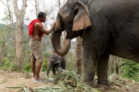 لاستقبال الصينيين.. "متنزه تايلاندي" يضيف 6 أفيال جديدة