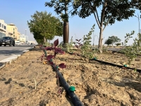 السعودية الخضراء.. "البيئة" تبدأ زراعة 49 مليون شجرة فاكهة وليمون