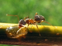تدريب مكثف بالمعامل.. تجنيد النمل للكشف المبكر عن السرطان