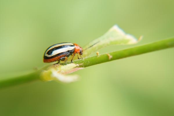 يجري تناول أكثر من 1900 نوع من الحشرات في أنحاء العالم - مشاع إبداعي