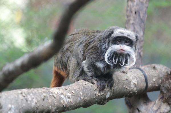 حوادث هروب القرود من الحدائق - رويترز