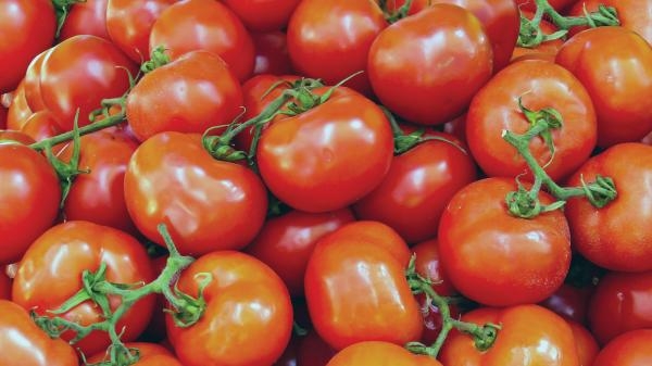 الطماطم مضاد قوي للأكسدة يساعد في مكافحة السرطان - مشاع إبداعي