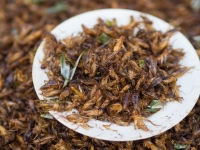 "الغذاء والدواء": لن نسمح بدخول أطعمة تحتوي حشرات