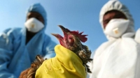 أبرزها مخالطة الدواجن المصابة.. 3 طرق لانتقال إنفلونزا الطيور إلى البشر