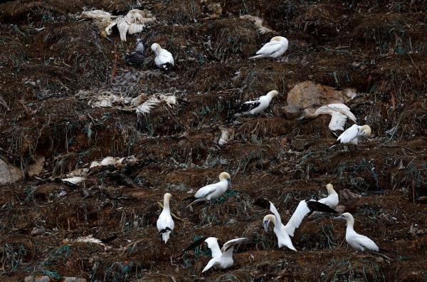 طيور ميتة شوهدت في محمية طيور متأثرة بوباء إنفلونزا الطيور - رويترز